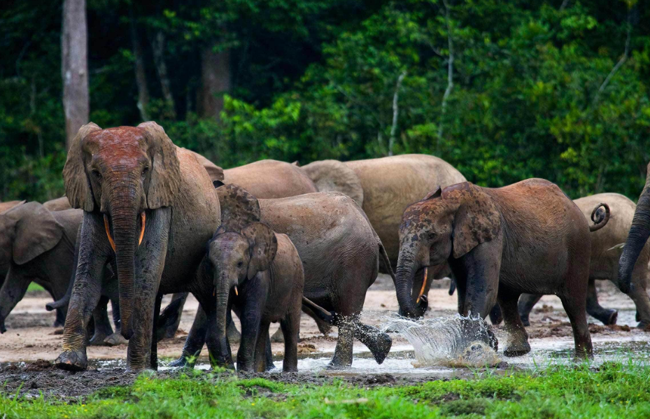 Bai Hokou (Dzanga-Sangha), Sangha-Mbaéré Prefecture, Central African Republic